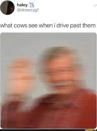 Conjugate the english verb drive: What Cows See When I Drive Past Them Laughing So Hard Funny Quotes Funny Picture Quotes