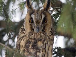 Chernobyl mutations in humans and children of chernobyl. After The Chernobyl Nuclear Disaster Animals Thrive Without Humans