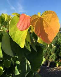 That said, it's much larger now and a few. The Rising Sun Redbud From Garden Debut