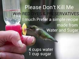 Do you want to attract them in your homestead? Hummingbird Poster And Trivia Three Quarters Counting Hummingbird Food Humming Bird Feeders Hummingbird Garden