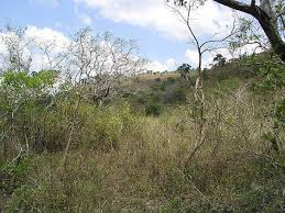 Image result for Eulophia livingstoneana