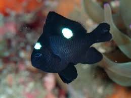 It offers experiences such as viewing, dining, nature, adventure jelutong sidewalk café, 1malaysia cultural village, kl tower animal zone, f1 simulator, restaurant moghul mahal, blue coral aquarium & kl upside down. Blue Coral Aquarium Kl Tower Peixes Marinhos Peixes Peixes Coloridos