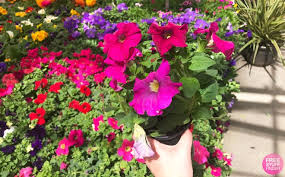 And the way that the leaves closest to the flower are also bee balm is a member of the mint family, and while it's not as intent on world domination as mint, it should. Lowe S Free Stuff Finder