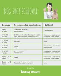 17 Best Puppy Shot Schedule Images Homemade Dog Dog Care