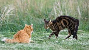 Dominant cats will do all they can be at the top of the cat hierarchy. Dealing With Dominant And Pushy Cat Behavior