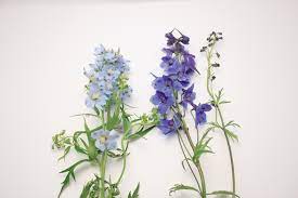 Delphinium California Cut Flower Commission