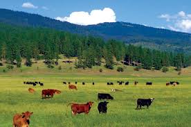 Programul national de dezvoltare rurala 2018. Pac 2021 2027 Subventii Mai Mari Pentru Fermieri Fonduri Mai Mici Pentru Dezvoltare Rurala Stiriagricole Ro