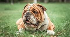 8 Wrinkly Dog Breeds You Can't Help But Love | BeChewy