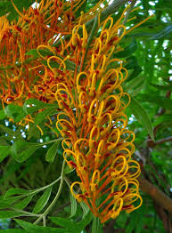 Image result for Grevillea robusta
