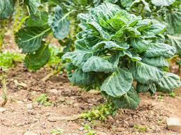 Side dress brussels sprouts with bloodmeal when sprouts begin to form. Flowering Brussels Sprouts How To Stop Brussels Sprouts From Bolting