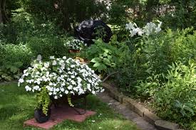 About 5 pm every day it starts producing a simply divine perfume. Summer Containers For Shade My Year Of Living Dangerously But In A Boring Way Gardeninacity