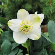 Christ Und Lenzrosen Der Blutenstar Im Winterlichen Garten Jetzt Neu Im Onlineshop Pflegetipps Https Www Pflanzen Koelle De Wi Plants Instagram