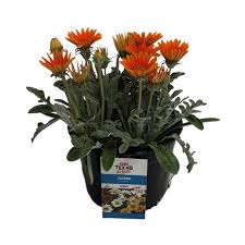 Image result for Hirpicium gazanioides