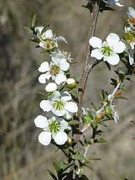 Maybe you would like to learn more about one of these? Leptospermum Continentale Wikipedia