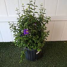 Image result for Thunbergia erecta