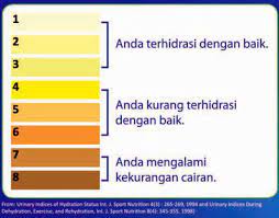 Warna air seni orang sehat. Warna Urine Ungkap Status Kesehatan Anda Kaskus