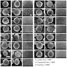 Image result for Tinnea galpinii