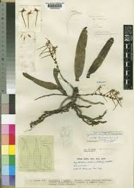 Image result for Cyrtorchis neglecta