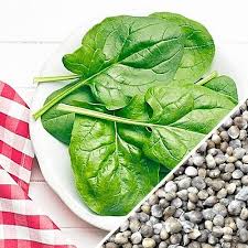 ( see local frost dates ) young spinach is more tender; Spinach Matador Viking Spinach Seeds Growing Spinach Seeds