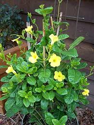 Not flowering but was expected. Creative Farmer Climber Live Plant Rare Yellow Mandevilla Vine Sapling Flower Indoor Mandi Villa Bonsai 1 Live Vines Climbers Plant Amazon In Garden Outdoors