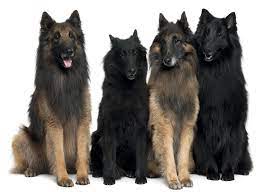 White shepherd puppies for sale nsw. Belgian Shepherd Breeders Australia Belgian Shepherd Info Puppies