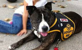 Looking for a lost pet? Opin Outreach To Pets In Need