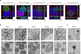 Image result for Chlamydia Trachomatis