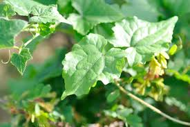 Image result for Mikania cordata