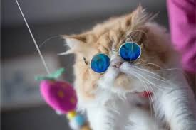‪Cat Behavior: What Your Cat Wishes You Knew | Schertz Animal Hospital‬‏