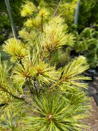 Image result for Pinus strobus