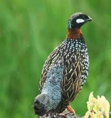 قطيع من الحجل في المنام تمثل النساء. Ù…Ø¹Ù„ÙˆÙ…Ø§Øª Ø¹Ù† Ø·Ø§Ø¦Ø± Ø§Ù„Ø­Ø¬Ù„ ØªØ¹Ø±Ù Ø¹Ù„Ù‰ ØªÙƒØ§Ø«Ø± Ø·Ø§Ø¦Ø± Ø§Ù„Ø­Ø¬Ù„ Ùˆ Ø£Ù†ÙˆØ§Ø¹Ù‡ Ø§Ù„Ù…Ø®ØªÙ„ÙØ© Ùˆ ØµÙØ§ØªÙ‡ Ù…Ø¹Ù„ÙˆÙ…Ø§Øª