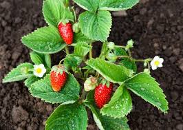 Erdbeeren Im Garten Richtig Pflegen Und Uberwintern Pflanzen Erdbeerpflanzen Hochbeet Anpflanzen