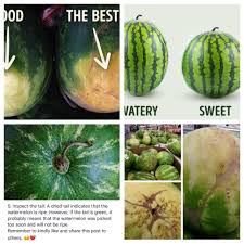 Choose the smaller one instead of the bigger one. How To Pick A Good Watermelon Picking Watermelon Fruit Facts Watermelon