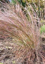 When eaten, some decorative grasses can pose threats to small children or pets such as horses, dogs and cats. 29 Ornamental Grasses And How To Grow Them