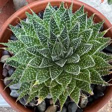 Image result for Pearsonia aristata