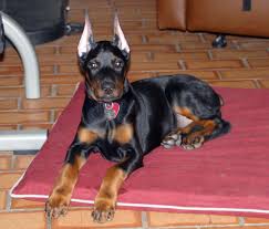 The cheapest offer starts at £38. Warlock Doberman Biological Science Picture Directory Pulpbits Net