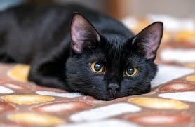 ‪22 Beautiful Black Cat Breeds | Reader's Digest‬‏