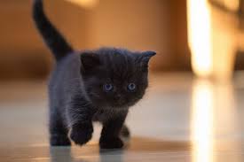 With many cats needing homes in the uk, our centres are often full. Seattle Animal Shelter Offers Free Black Cat Adoption This Black Friday Bored Panda