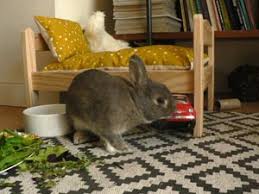 Divertir Son Lapin Et Enrichir L Environnement Jeux Et Jouets Pour Lapins La Dure Vie Du Lapin Urbain Jouet Pour Lapin Jeu Pour Lapin Habitat Du Lapin