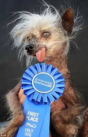 Now that you have considered size, breed, age, activity level, and personality, you will need to determine where to get your dog. Pin On Funny Stuff
