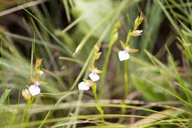 Image result for Neobolusia