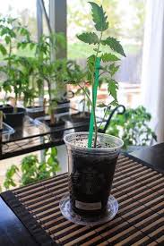 Great savings & free delivery / collection on many items. Earth Day 2015 Diy Planters Indoor Herb Garden Starbucks Cups