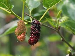 Image result for Moraceae