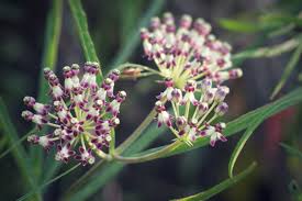 Image result for Asclepias schumanniana