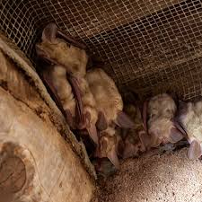 How to prevent bats from roosting. How To Get Rid Of Bats Updated For 2021
