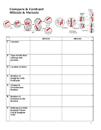 Comparing Mitosis And Meiosis Worksheet Mitosis Meiosis Worksheets