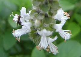 Image result for Ocimum fimbriatum
