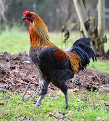 10 Most Expensive Chicken In The World Have You Know It
