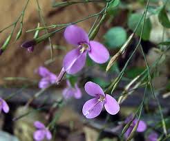 Image result for Canscora kirkii