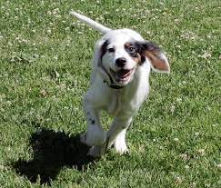 Like puppy, it is covered with around 27,000 live flowers, including petunias, begonias, impatiens, geraniums and marigolds. Home Seattle Board And Train